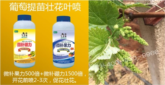 葡萄萌芽期如何預(yù)防倒春寒？
