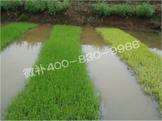 水稻黃秧、爛秧怎么辦？