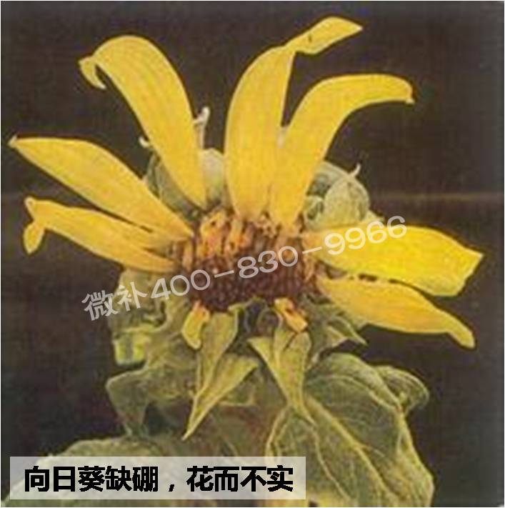 大田作物缺硼，就用高生物活性海藻液體硼，補硼更有效！