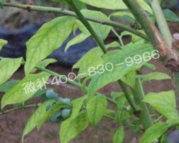 藍(lán)莓黃葉是缺素還是病害？