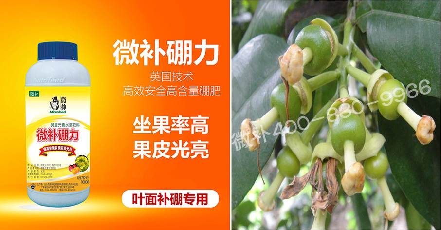 蜜柚促花壯花除了補(bǔ)磷還需要補(bǔ)硼鋅？