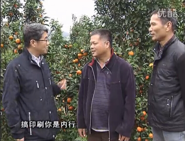 20160201珠江臺(tái)搖錢樹(shù)：開(kāi)印刷廠改行種柑橘，保樹(shù)靚今年還高產(chǎn)？