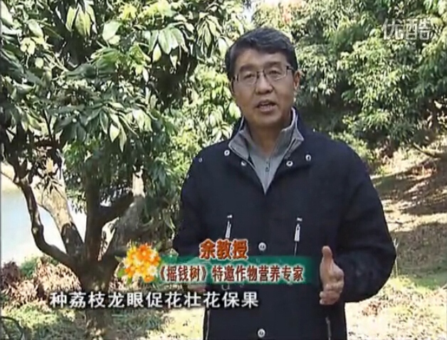 20160215珠江臺(tái)搖錢樹：龍眼撒微補(bǔ)倍力、噴花力+碧力，補(bǔ)鈣鎂鋅硼保葉壯花