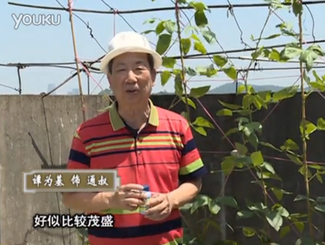 20160530珠江臺搖錢樹：天臺種豆角用綠夫人160度補(bǔ)鈣抗病液，長勢壯，幫助開花坐果
