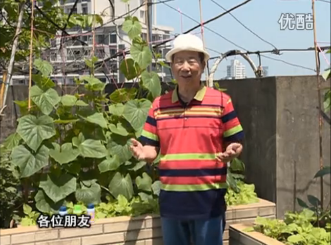 20160606珠江臺搖錢樹：天臺節(jié)瓜想開花坐果好，用綠夫人600度鮮花液，補(bǔ)充營養(yǎng)長瓜靚