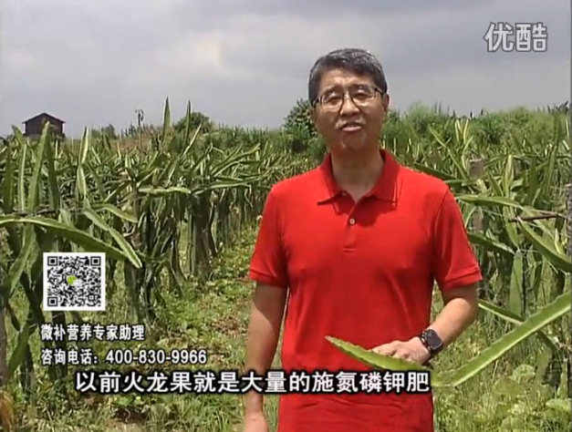 20160711珠江臺(tái)搖錢樹：火龍果用微補(bǔ)方案，開花坐果好，果實(shí)膨大品質(zhì)高