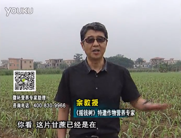 20160530珠江臺搖錢樹：甘蔗促根壯苗長勢好，淋沖微補根力鈣+精力、撒倍力