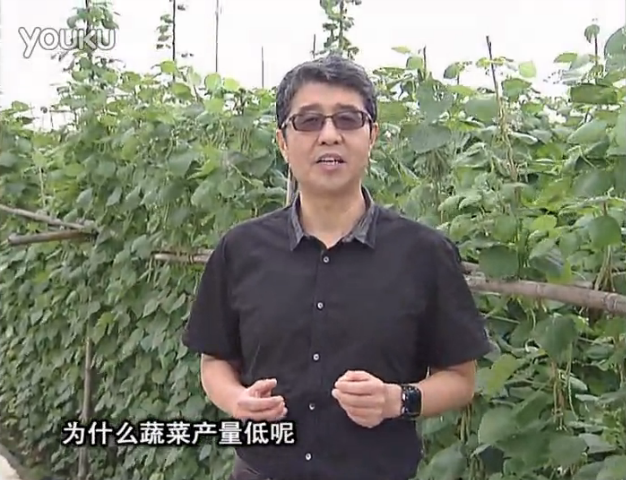 20160502珠江臺搖錢樹：雨水天多蔬菜漚根沒產(chǎn)怎么辦？撒微補(bǔ)倍力，噴花力+果力，提高坐果產(chǎn)量