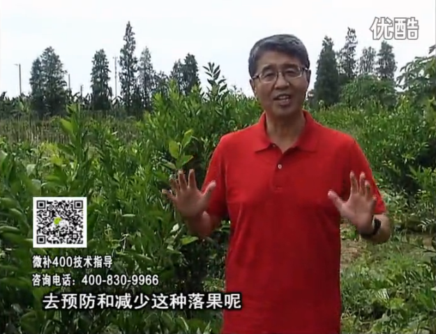 20160808珠江臺(tái)搖錢樹：柑橘噴微補(bǔ)碧力+壯力或蓋力，預(yù)防減少缺鎂落果，果硬膨大好