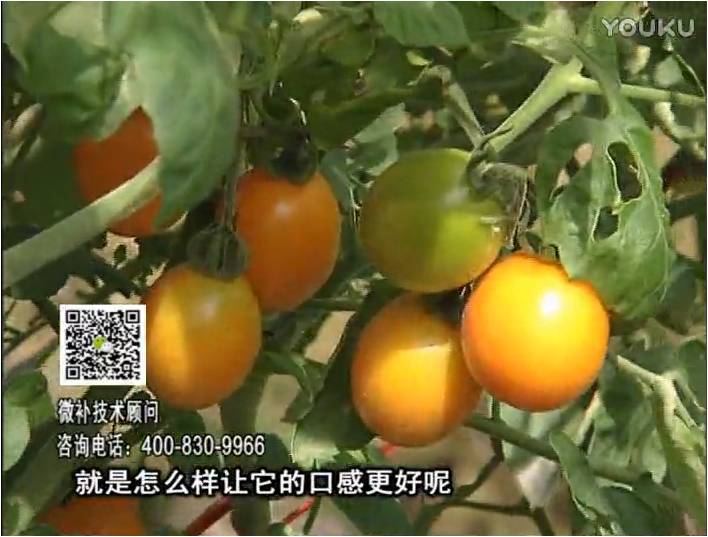 20170102珠江臺搖錢樹：番茄臍腐病、裂果、抗凍如何做？澆施微補(bǔ)根力鈣+精力，葉噴微補(bǔ)葉面肥