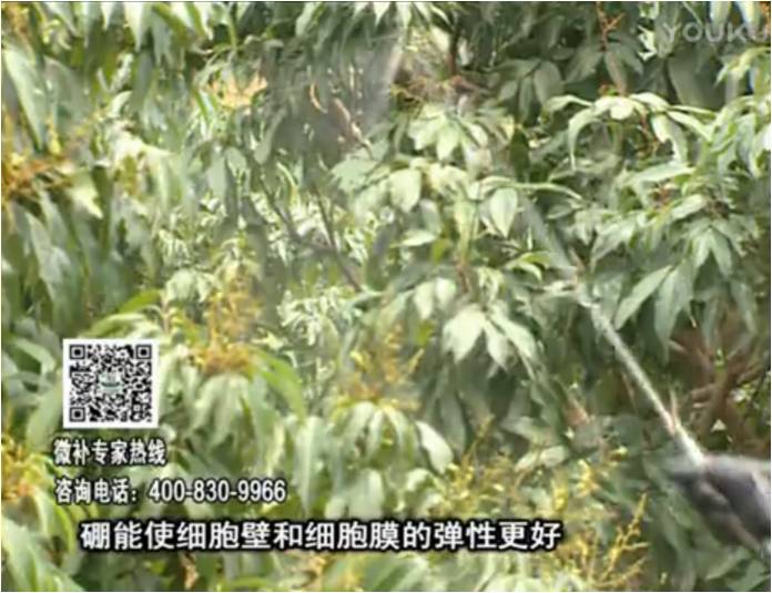20170313珠江臺搖錢樹：荔枝噴微補(bǔ)果力+硼力，保果好