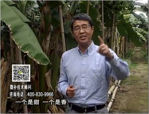 20170327珠江臺搖錢樹：香蕉噴施微補(bǔ)果力+碧力+壯力、撒微補(bǔ)倍力，提高品質(zhì)、同時(shí)減肥提產(chǎn)