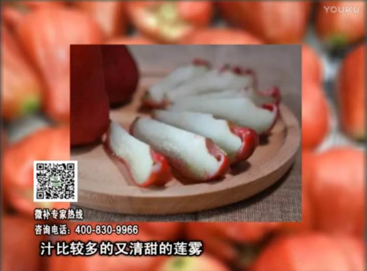 20170424珠江臺搖錢樹：蓮霧淋沖微補(bǔ)水肥，壯長、提高果實(shí)品質(zhì)賣價(jià)