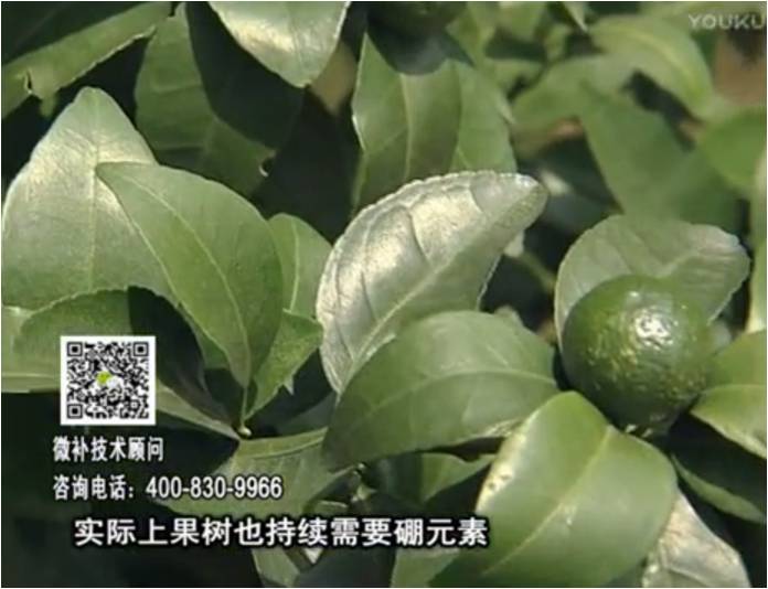 20170529珠江臺搖錢樹：貢柑蜜柚噴施微補蓋力+硼力，預(yù)防減少缺硼鈣裂果